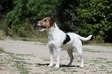 PARSON RUSSEL TERRIER 103